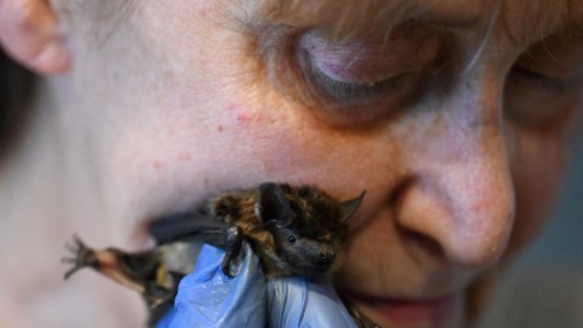 "Batimamá": una jubilada convirtió su casa en asilo de murciélagos