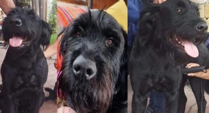 ¿Dónde está Toto?: Una nena hipoacúsica busca a su Schnauzer gigante en Mar del Plata