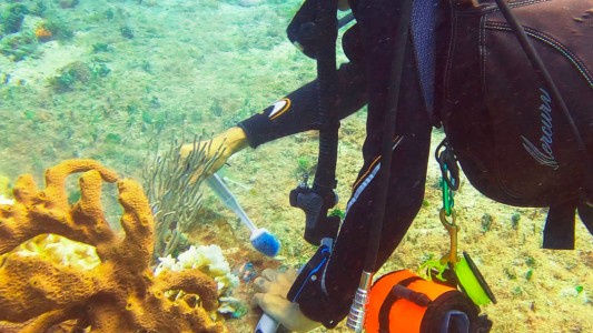 "Sin los océanos, no existiríamos", sostiene una buza argentina que protege arrecifes en México