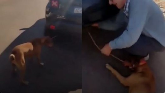 Detienen a un hombre que desde un auto arrastraba con una soga a su perro en Misiones