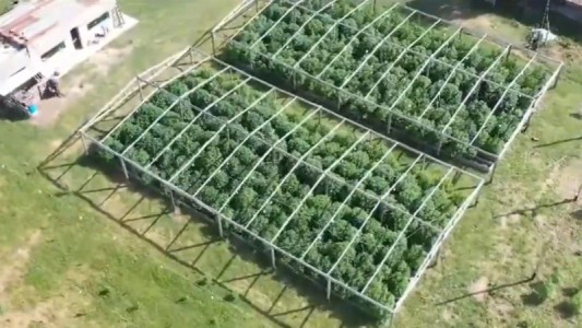 "Cachiporri", el barra brava de Colón que administraba una plantación de marihuana