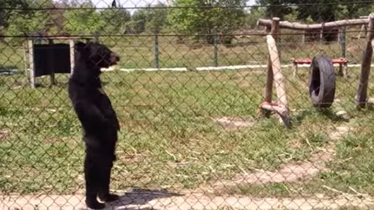 La selección de Telefe Noticias de los virales más vistos del 2015