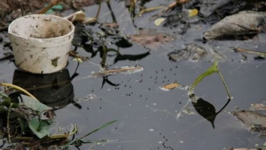 Cultivan peces y camarones para reducir la presencia de mosquitos