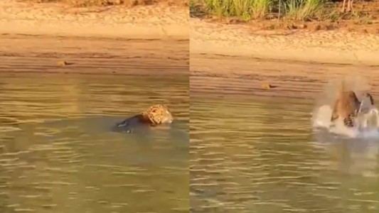 Pescadores captaron a un yaguareté cruzando el Río Paraná en Corrientes