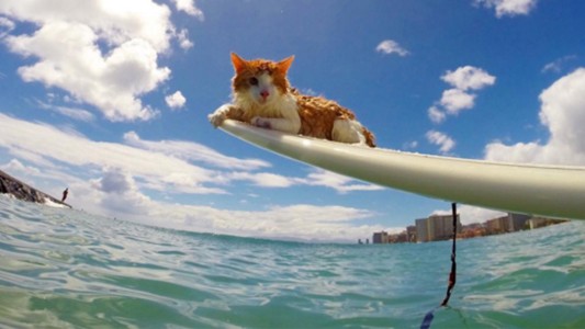 Kuli, el gato de un solo ojo que no le tiene miedo al agua