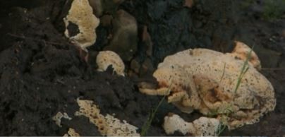 Árboles peligrosos: Retiran 45 ejemplares "infectados" del Parque de los Patricios