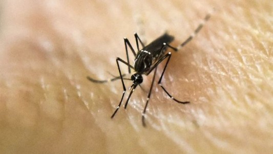 Dengue: 24 municipios bonaerenses están en alerta ante la suba de casos