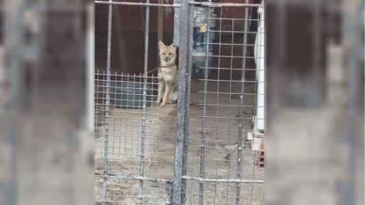 Denuncian que familia de Villa Domínico tiene un zorro en pésimas condiciones