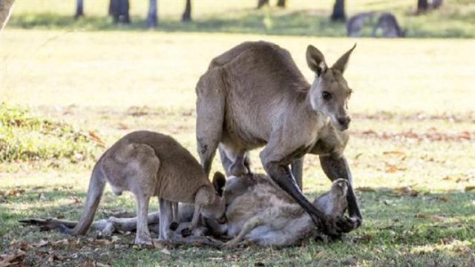 Australia: el fotógrafo que sorprendió a una familia de canguros en una situación dolorosa