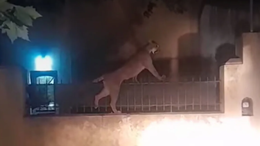 Capturaron al puma deambulaba por las calles en Necochea