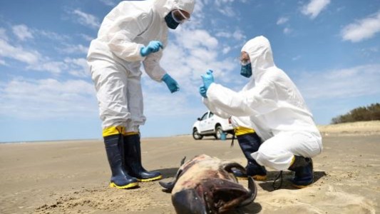 Una cepa de la gripe aviar genera alarma porque el virus está matando a la fauna sudamericana