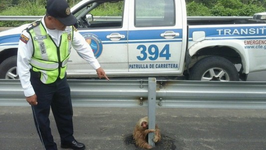 #EsViral:  El tierno oso perezoso que paraliza el tráfico en Ecuador