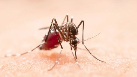 Dengue: internaron al Arzobispo de Córdoba