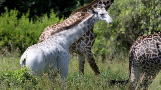 Ella es "Omo", la jirafa blanca descubierta en Tanzania