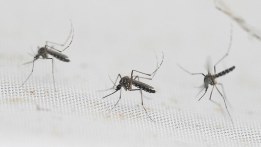 El mosquito del dengue sobrevive bajo el agua, advirtió un estudio del Conicet