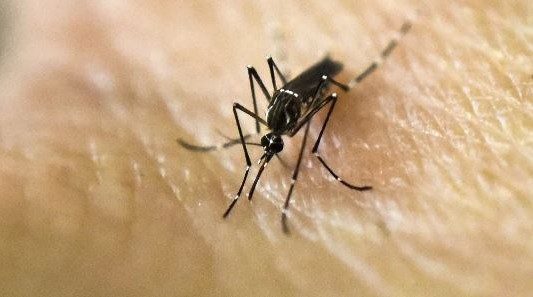Argentina alcanzó los 180 mil casos de dengue: hay 129 muertes