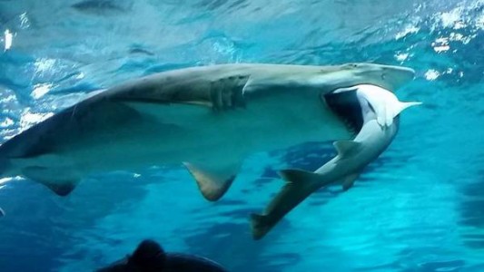 Video: un tiburón se comió a otro en un acuario