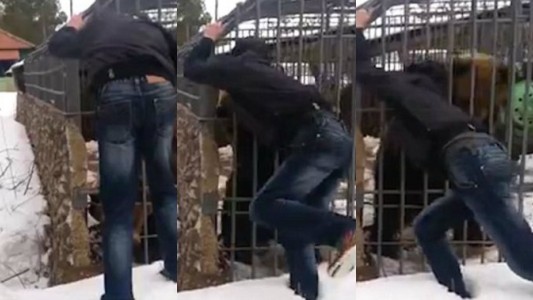 Estaba borracho, intentó acariciar un oso y perdió la mano