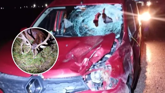 Una pareja chocó contra un ciervo en la autopista Córdoba-Rosario