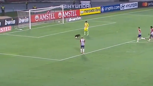 Un perro interrumpió un partido de la Libertadores ¡Y se tomó el control de la pelota!