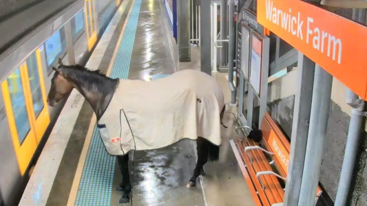 Insólito: un caballo apareció en una estación de subte