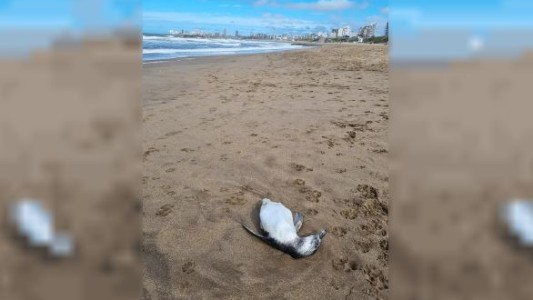 Preocupación en Mar del Plata: aparecieron decenas de pingüinos muertos en la playa