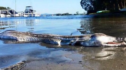 Apareció un extraño "monstruo marino" en Australia