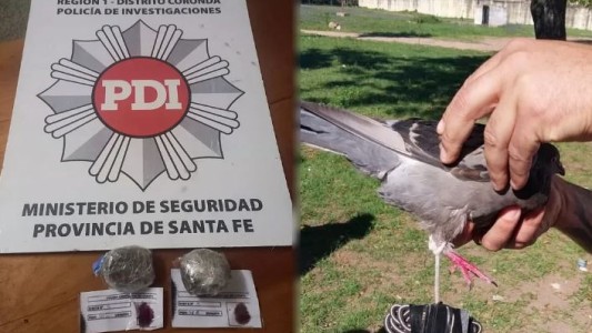 Santa Fe: quisieron usar una paloma mensajera para entrar droga a la cárcel de Coronda