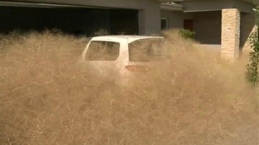 El "pánico peludo" desespera a un pueblo de Australia