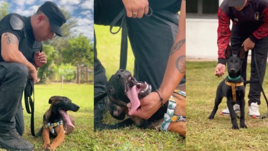 La División Canes de la Policía de Córdoba sumó 7 cachorros que nacieron por inseminación artificial