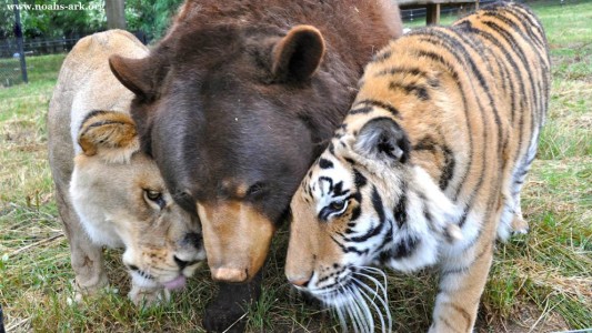 La historia de la inseparable amistad entre un oso, un león y un tigre