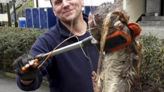 Hallaron una rata gigante en Londres: pesa 11 kilos