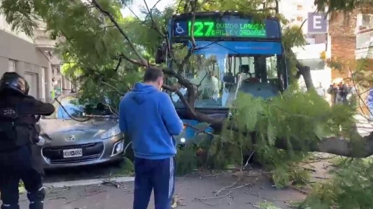 Un árbol cayó sobre un colectivo en Rosario: una pasajera herida