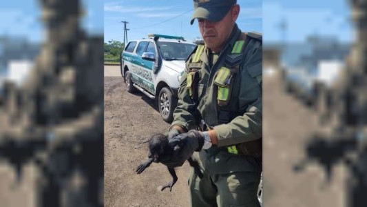 "Dance Monkey": rescataron a un pequeño mono carayá en un control vial en Chaco