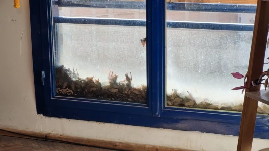 Aterradora invasión de murciélagos en el centro de Córdoba