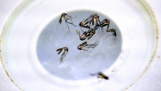 Brasil: además del dengue, los mosquitos expanden la fiebre de oropouche