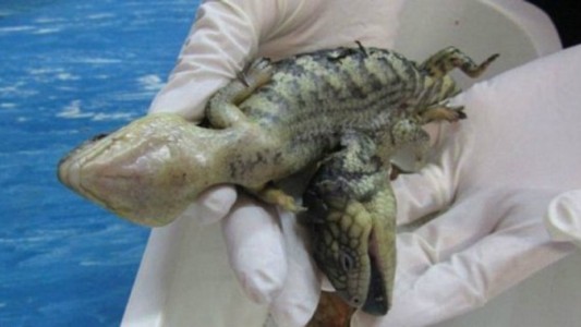 Sorpresa en Australia: hallaron un lagarto de dos cabezas