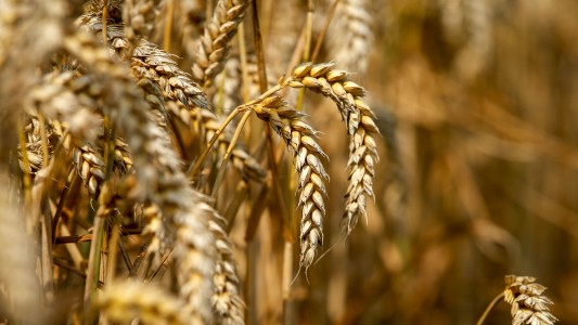 Argentina suma un mercado clave para las exportaciones de maíz: China