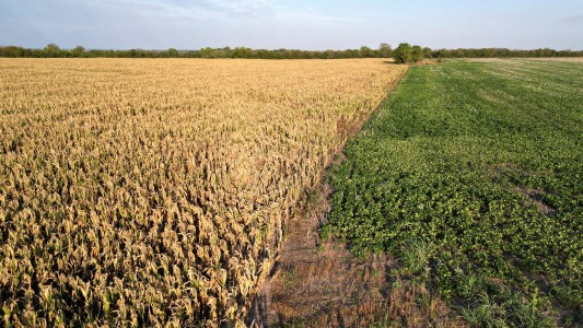 El gobierno espera que se acelere la liquidación de divisas por la cosecha de soja: cómo viene el ingreso de dólares