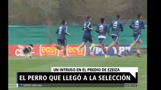El perro que llegó a la Selección