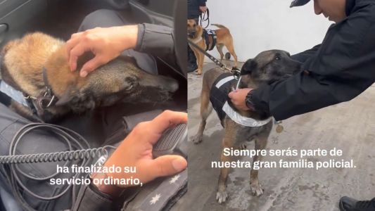Se jubiló Kiara, la perra de la División Canes de la Policía de la Ciudad: el emotivo homenaje