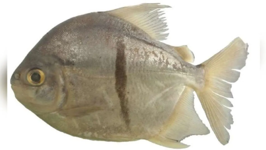 Descubrieron nuevo pez y lo bautizaron "Sauron" por el personaje de "El Señor de los Anillos"