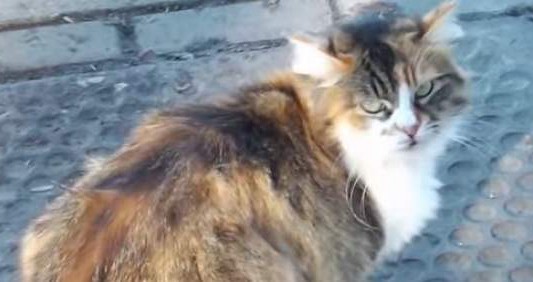 La historia del gato ruso que vuelve cada día al lugar exacto donde fue abandonado