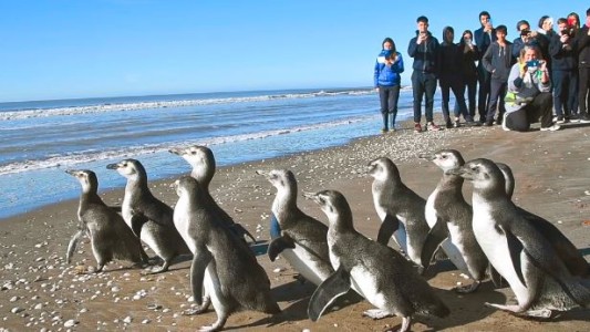 Catorce pingüinos magallánicos regresaron al mar: habían sido rescatados con cuadros de desnutrición