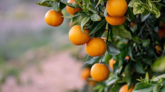 Comía una naranja y murió atragantado en Jujuy
