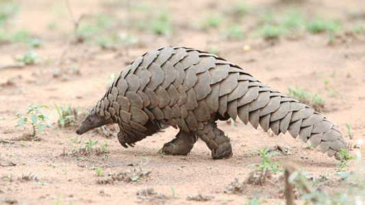 Vieron un ejemplar de un animal que se creía extinto hace 24 años