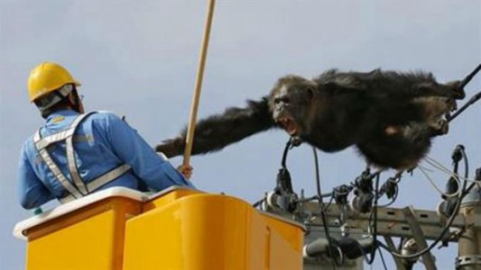 VIdeo: un chimpancé se escapó de un zoo en Japón y se resistió antes de ser capturado