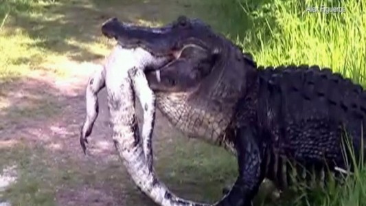 Video: un cocodrilo se comió a su compañero