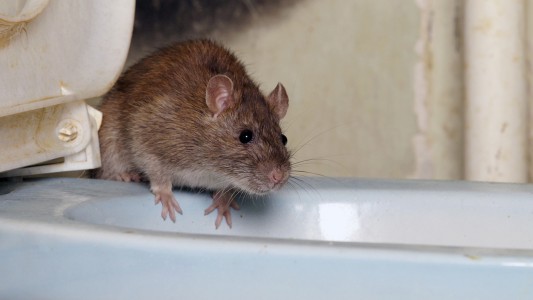 Jubilado se sentó en el inodoro y una rata escondida le mordió el trasero