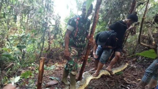 Hallaron el cuerpo de una mujer en el estómago de una pitón en Indonesia: segundo caso en un mes